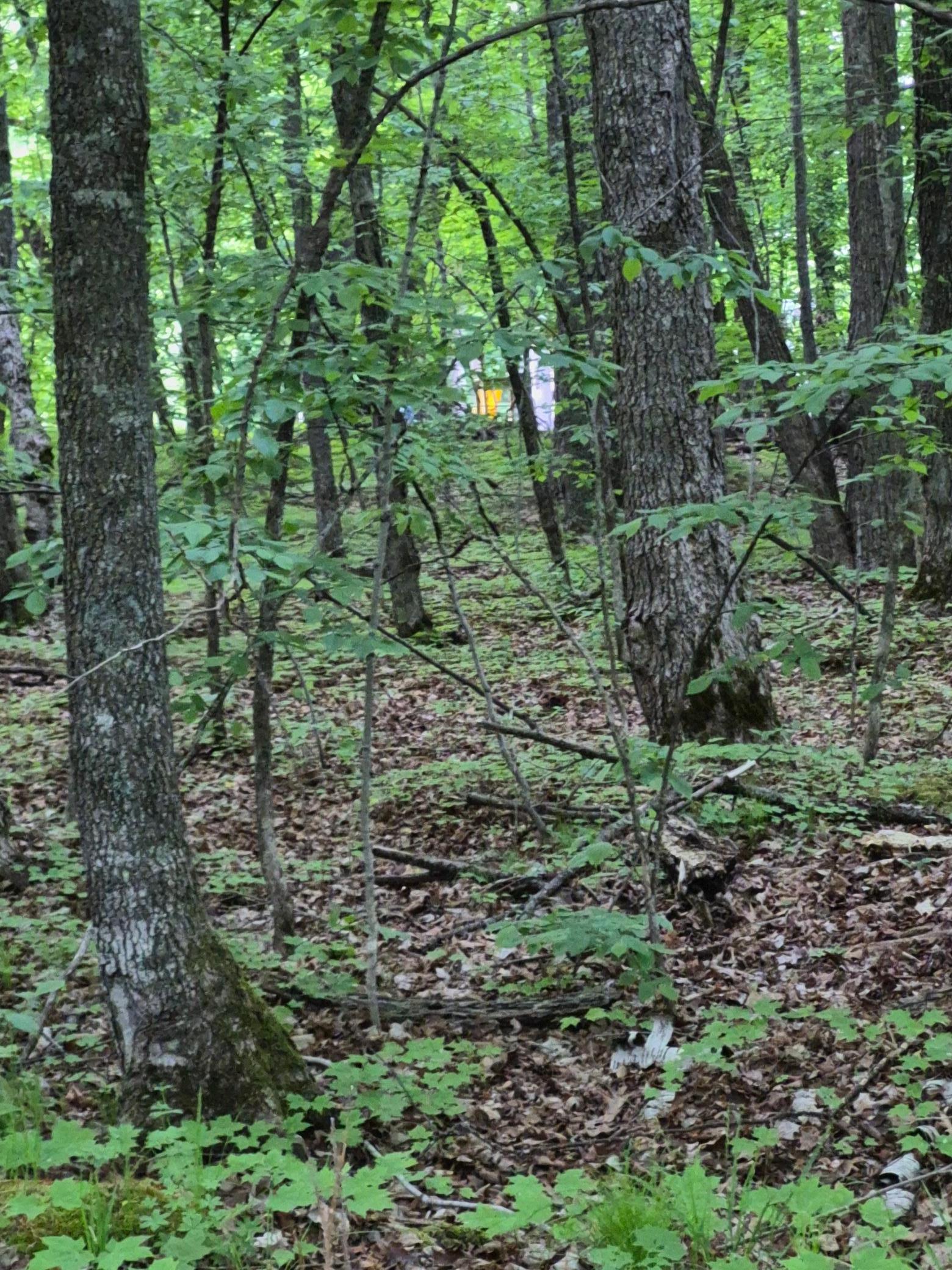 Image 1 Image 1