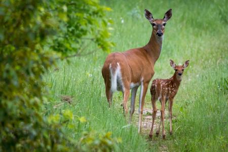 315XX Leaf River Road Tract C