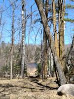 TBD White Pine