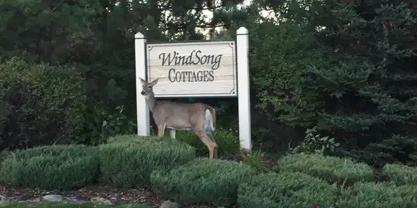 621 Windsong