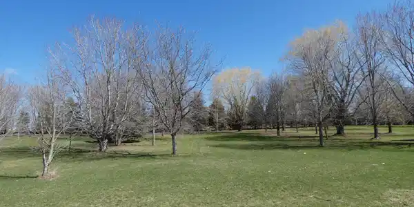 4 Pheasant