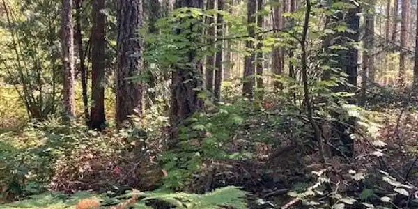 Image 4 Image 4