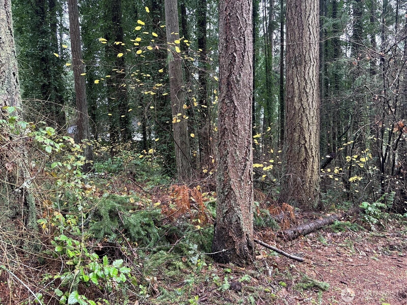 Image 4 Image 4