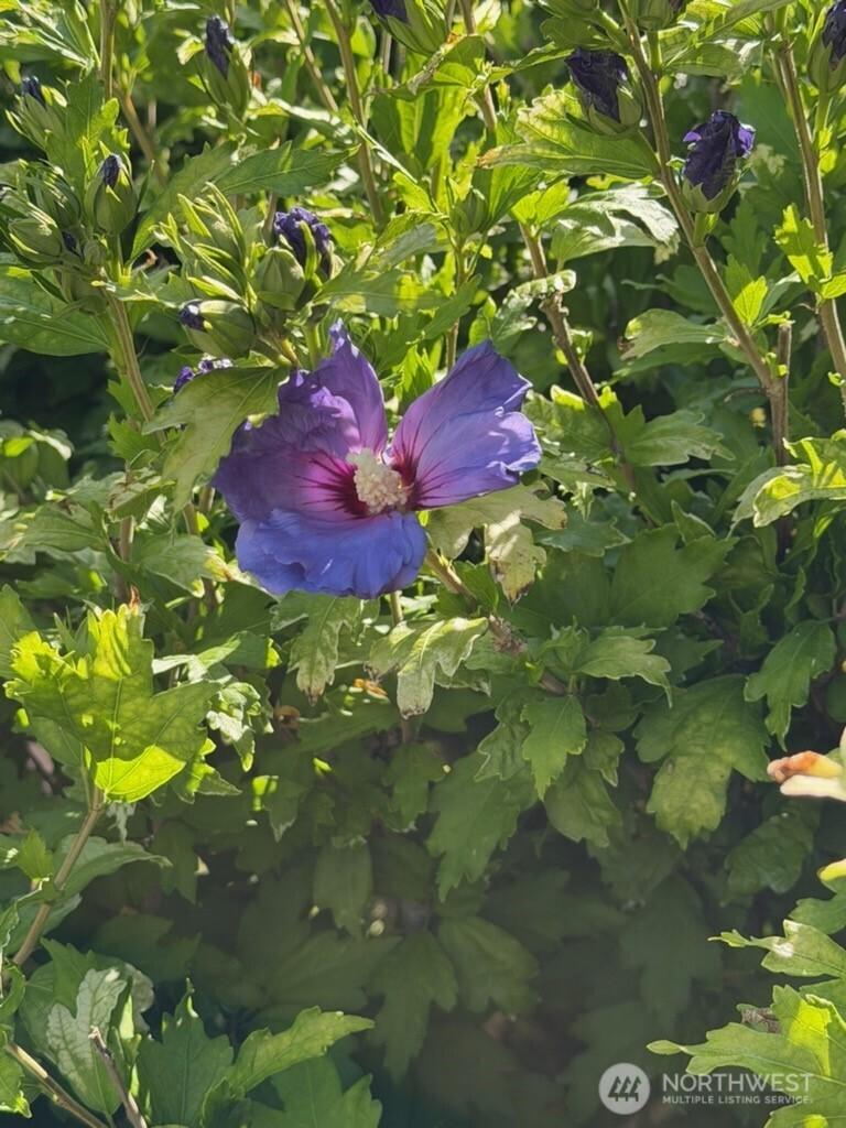 Image 4 Image 4