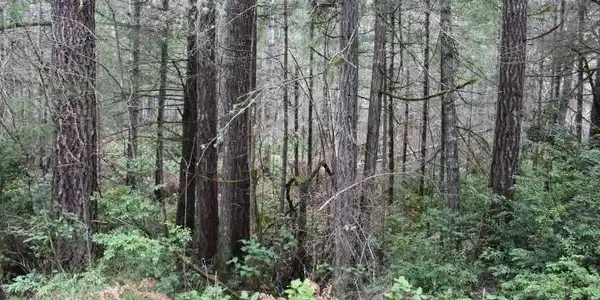 1 E Lot B Phillips Lake Road
