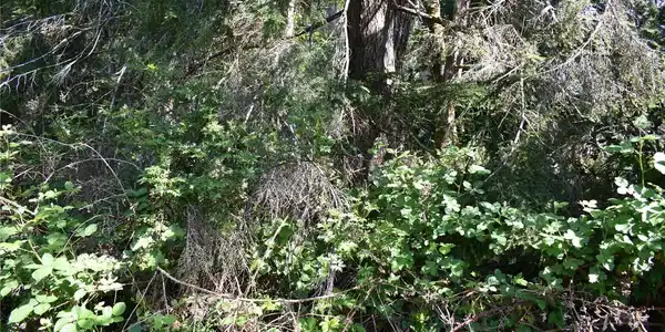 130 Satsop