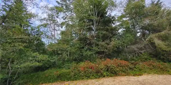 0 Birch