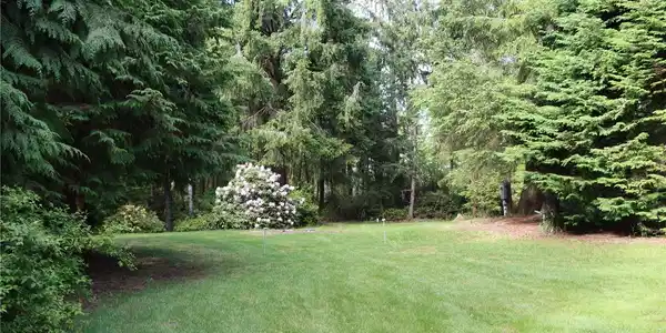 0 Birch