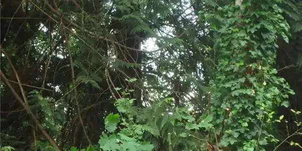 158 LOT Willapa