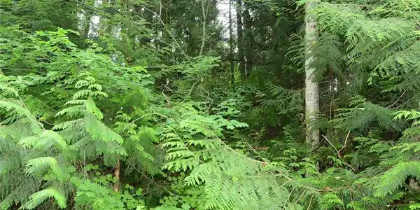 0 Lakeside