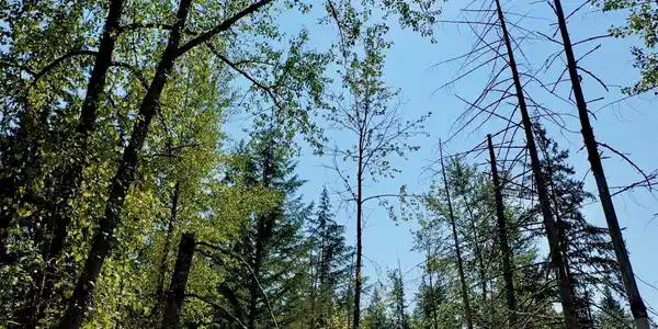 0 Hemlock