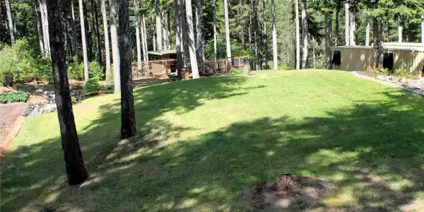 41 Pine Tree