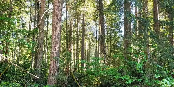 11203 Juniper