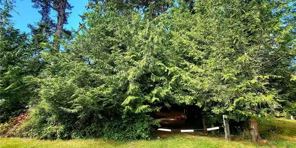 24 xx Birch