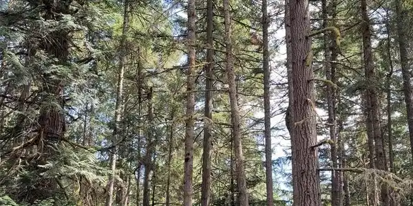 Image 4 Image 4
