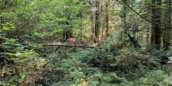 300000 BLK Daggart Lake