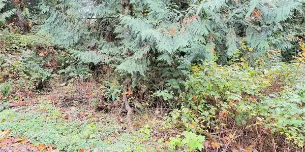 1 Alder