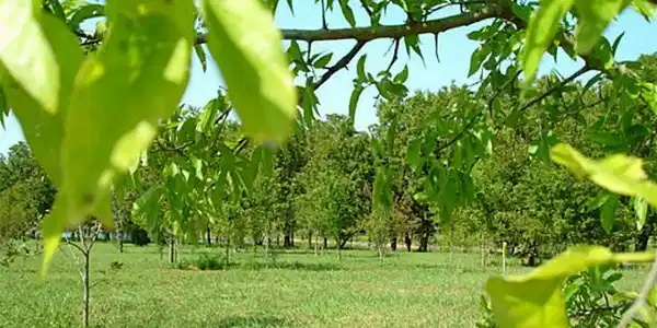 15 Pacifico