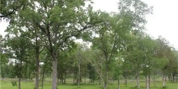 135 Lands End Lot 135