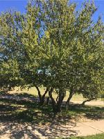 2 Oyster Bay Lot 2