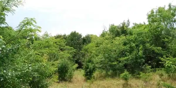 Horizon Lane Lot 54