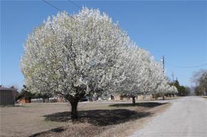 0 Jack Harris Lane Lot 483