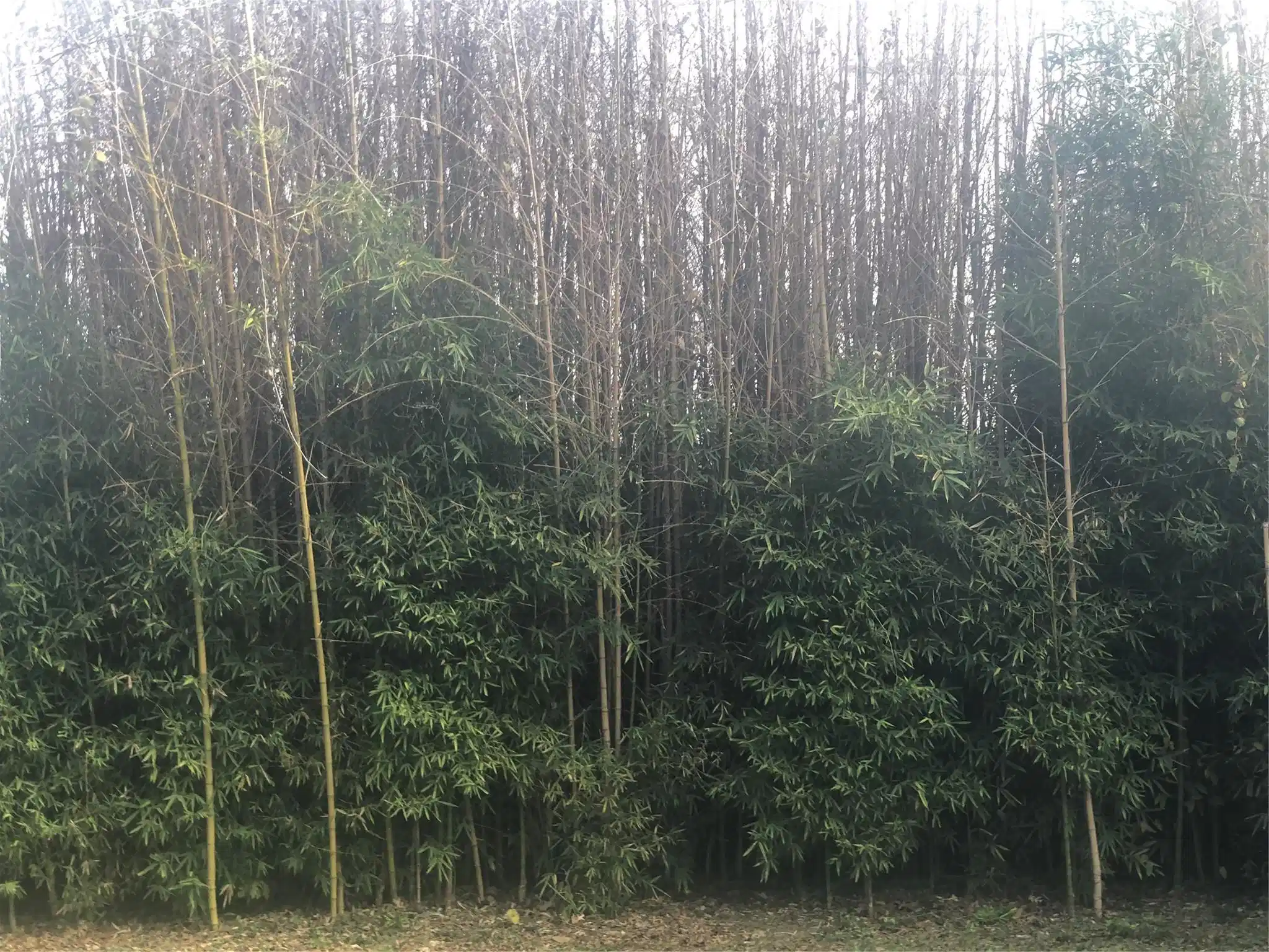 Image 1 Image 1
