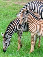 Lot 241 Safari Shores Drive