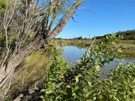 Lot 914 Cinnamon Teal