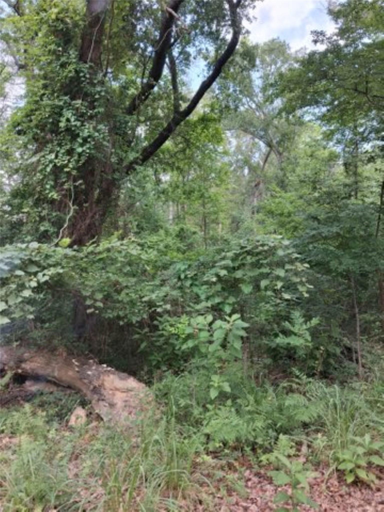 Image 4 Image 4
