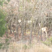 Lot 85 Preston Trail