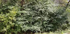 Lot 855 Lot 855 Heddingham Drive