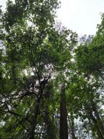 TBD DOGWOOD Trail