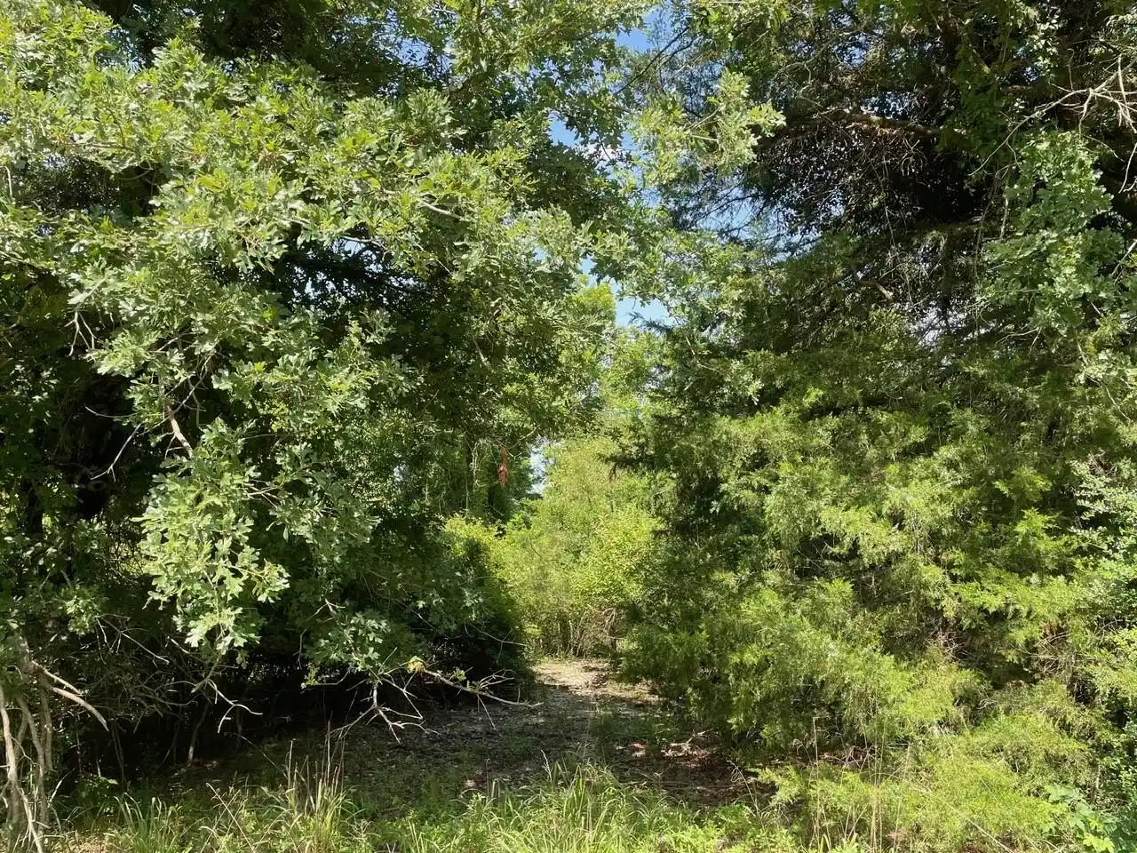 Image 1 Image 1