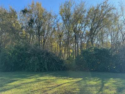 452 Whitefoot