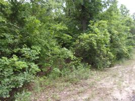 tbd Timber Grove