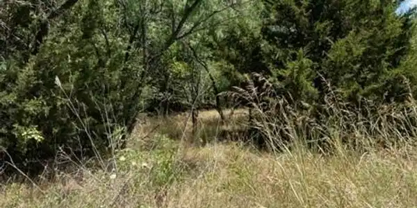 TBD Big Cedar Drive