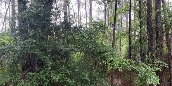 Whippoorwhill