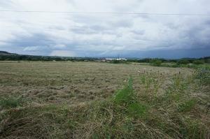 Lt 454 Canyon Wren Lot 454