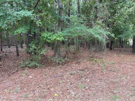 Lot 310 Guadalupe