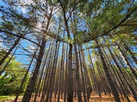 Lot 306 Quail Hollow Court