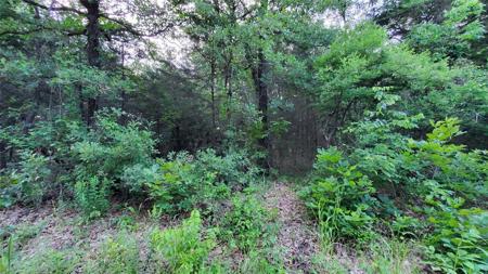 Lot 420 Shenandoah 2