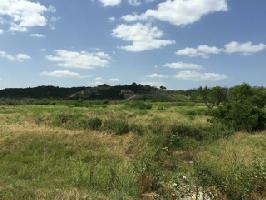 Indigo Brush Lot 442