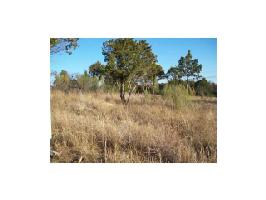 238 Evening Primrose Lot 238