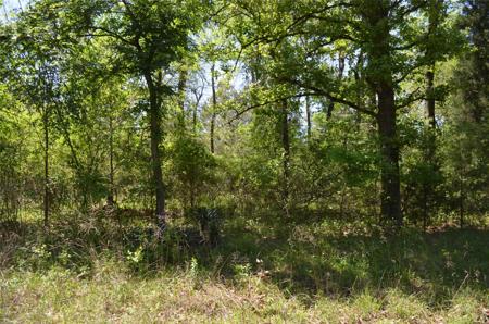 LOT 43 Daniel Boone Lane