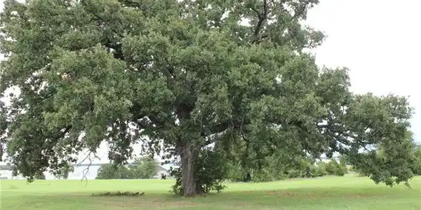 Vista Ridge Lot 69