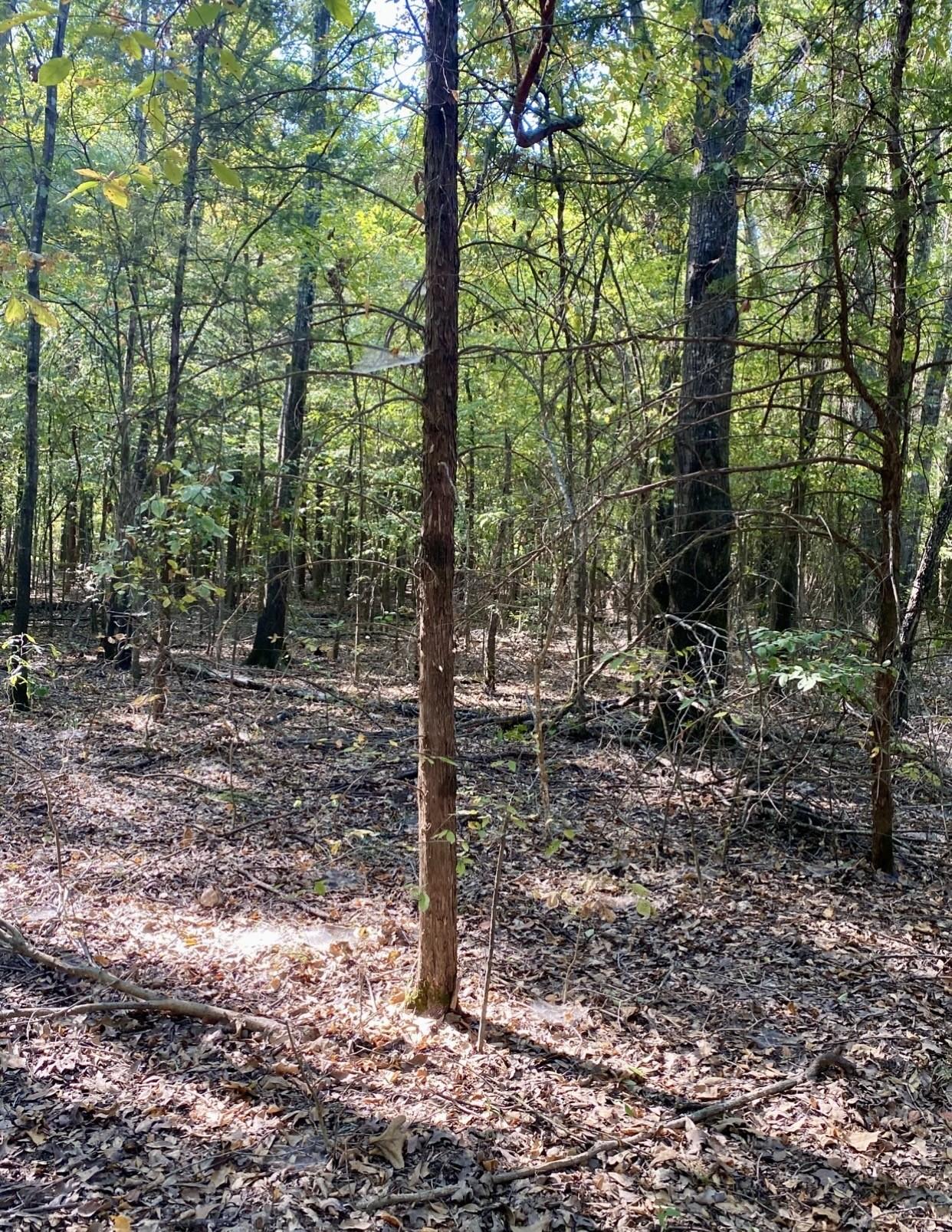 Image 4 Image 4