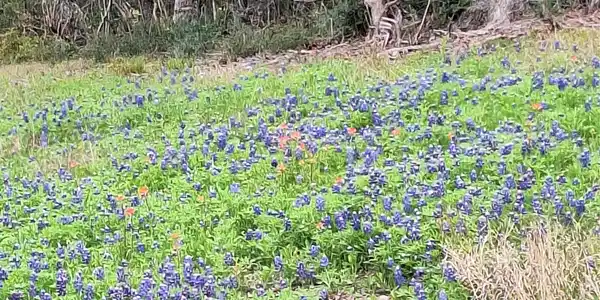 FM 3371 Fm-3371 Path