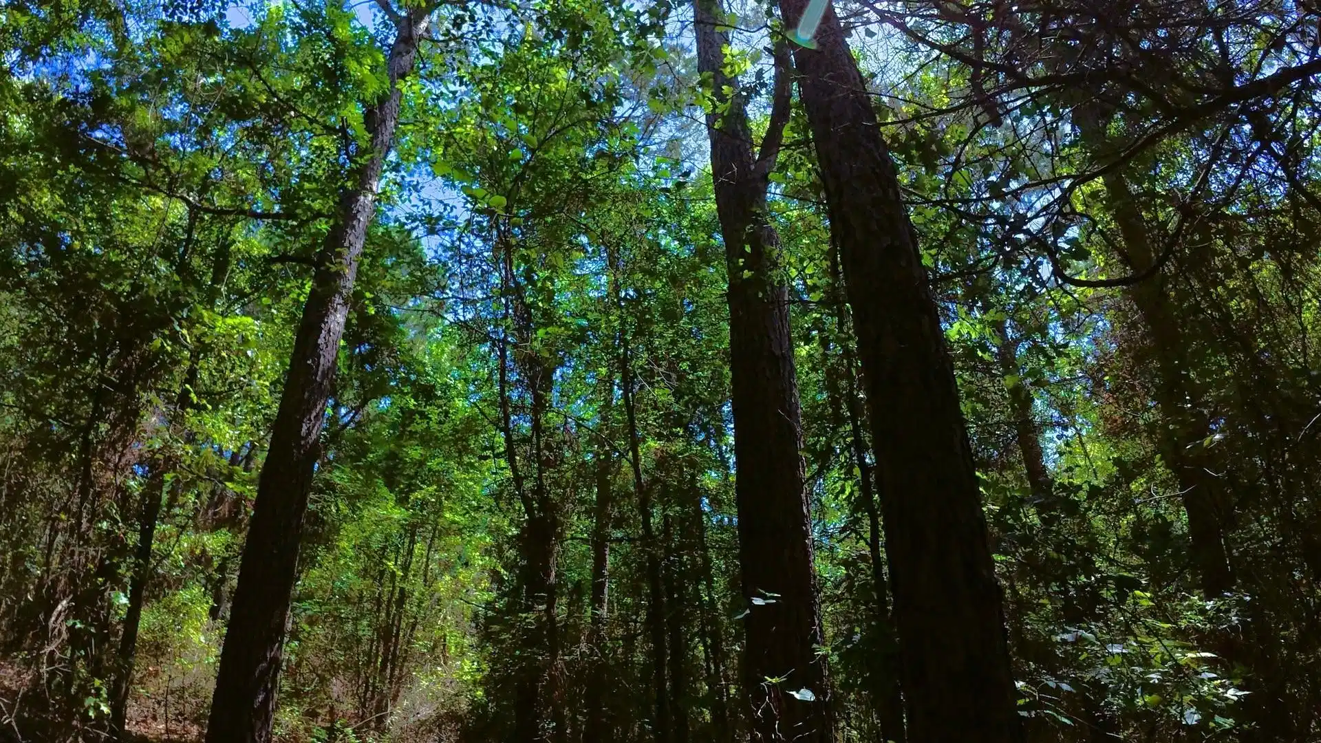 Image 1 Image 1