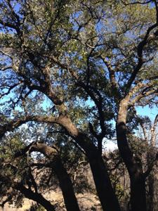 Lot 694 Balcones Lane